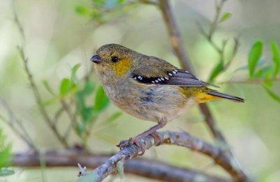 Forty-spotted Pardalote (Tas. endemic, threatened species)