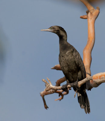 Little Black Cormorant