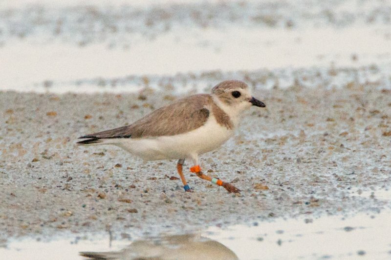 Piping Plover, band XB-Of g O, 2011-02-23 17:40