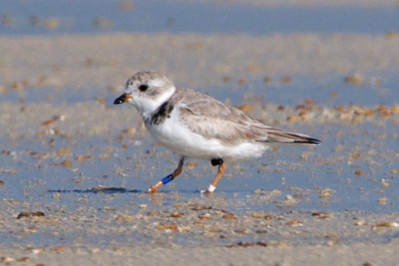 Piping Plover, band ZW-BLK DB, 2011-02-23 09:13
