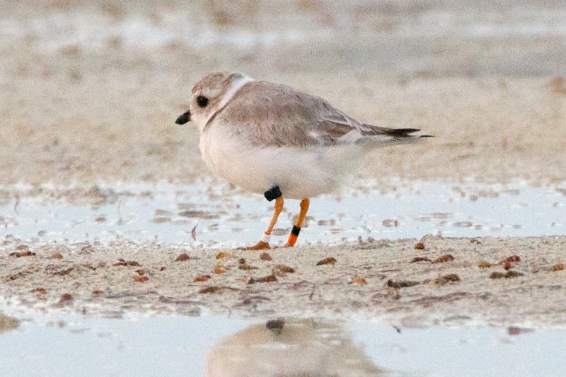 Piping Plover, band ZW-BLK O, 2011-02-23 17:52