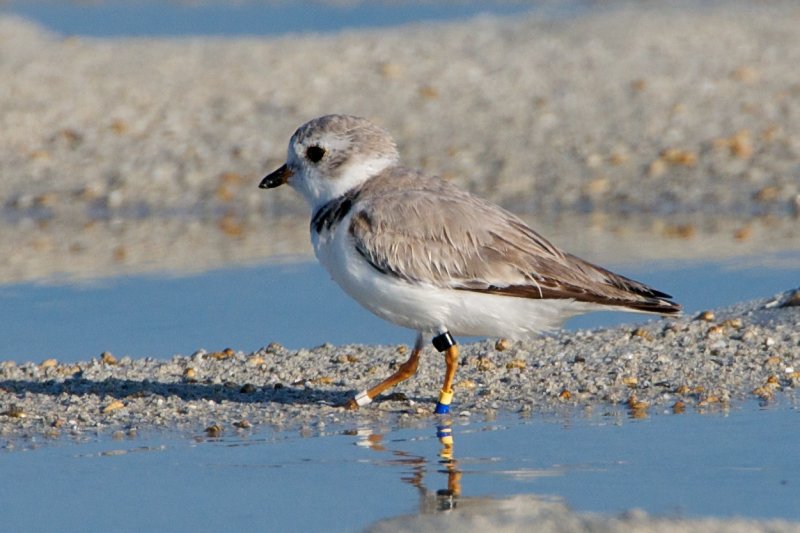 Piping Plover, band ZY DB-W, 2011-02-22 16:48
