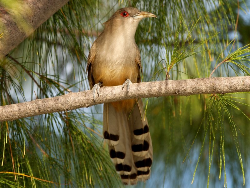 Great Lizard-Cuckoo