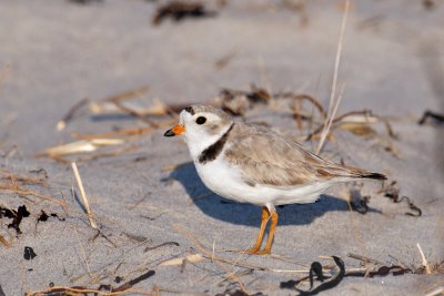 Ipswich Piping Plovers