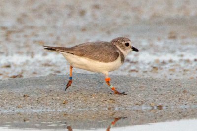 Piping Plover, band XB-Of g O, 2011-02-23 17:40