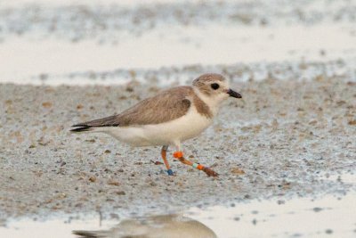 Piping Plover, band XB-Of g O, 2011-02-23 17:40
