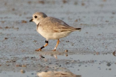 Piping Plover, band ZBLK BLK-W, 2011-02-24 07:22