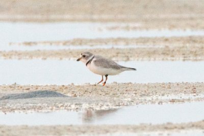 Piping Plover, band ZBLK O-W, 2011-02-23 17:54