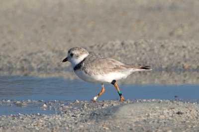 Piping Plover, band ZDG BLK-W, 2011-02-22 17:00
