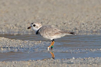 Piping Plover, band ZDG BLK-W, 2011-02-22 17:00