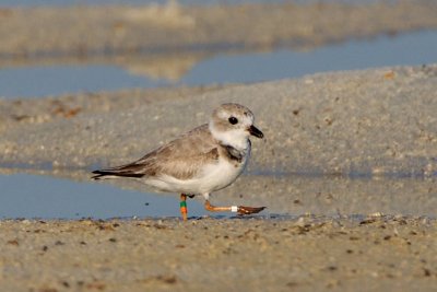 Piping Plover, band ZDG O-W, 2011-02-23 07:34