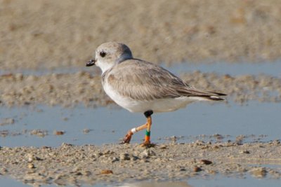 Piping Plover, band ZDG O-W, 2011-02-23 08:48