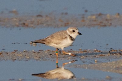 Piping Plover, band ZDG O-W, 2011-02-24 07:17