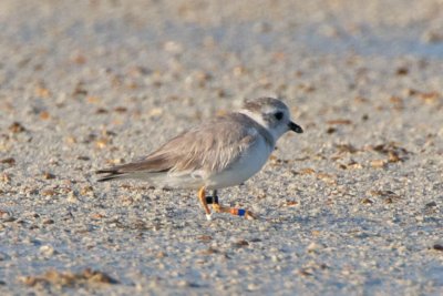 Piping Plover, band ZO DB-W, 2011-02-23 07:40