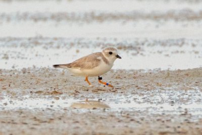 Piping Plover, band ZO DB-W, 2011-02-23 17:25