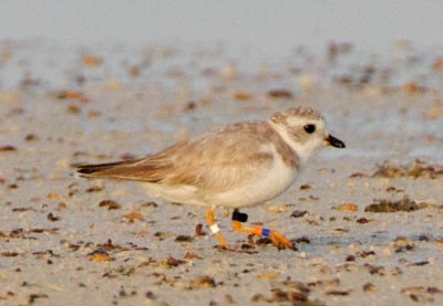 Piping Plover, band ZO DB-W, 2011-02-24 07:19