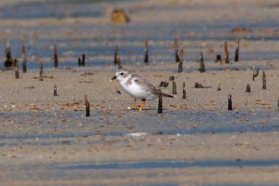 Piping Plover, band ZO LG-W, 2011-02-23 09:12