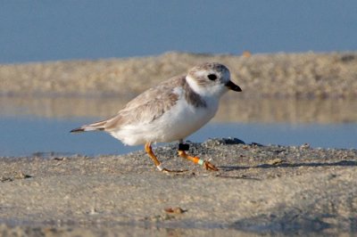 Piping Plover, band ZO LG-W, 2011-02-24 07:54