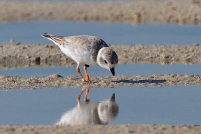 Piping Plover, band ZO O-W, 2011-02-23 09:09