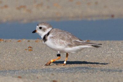 Piping Plover, band ZO Y-W, 2011-02-23 09:17
