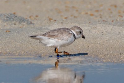 Piping Plover, band ZW-BLK DB, 2011-02-23 09:17