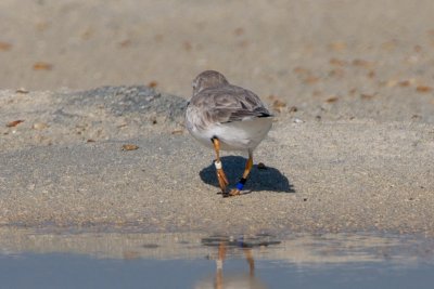 Piping Plover, band ZW-BLK DB, 2011-02-23 09:17