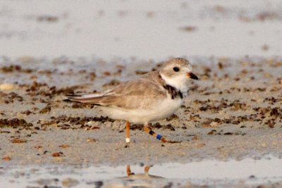 Piping Plover, band ZW-BLK DB, 2011-02-24 07:18