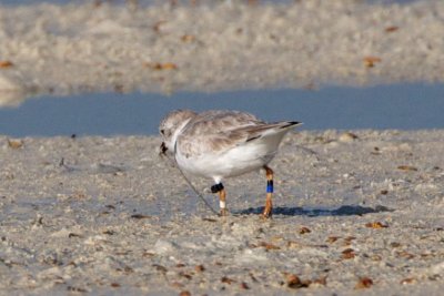 Piping Plover, band ZW-BLK DB, 2011-02-24 08:43
