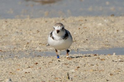 Piping Plover, band ZW-BLK DB, 2011-02-24 09:34