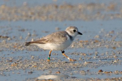 Piping Plover, band ZW-BLK DG, 2011-02-23 07:39
