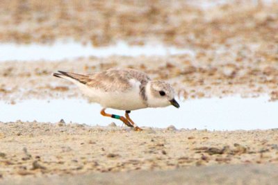 Piping Plover, band ZW-BLK DG, 2011-02-23 17:03