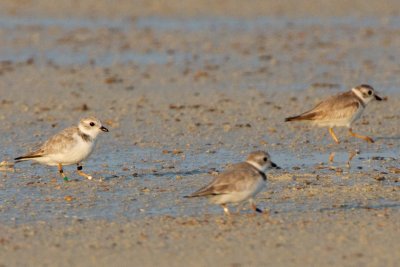 Piping Plover, band ZW-BLK DG, 2011-02-24 07:17