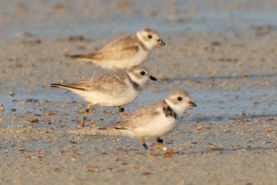 Piping Plover, band ZW-BLK DG, 2011-02-24 07:17