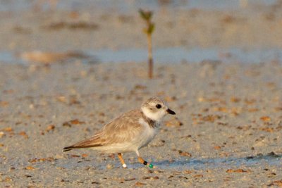 Piping Plover, band ZW-BLK DG, 2011-02-24 07:17
