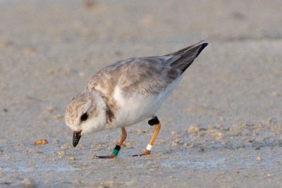 Piping Plover, band ZW-BLK DG, 2011-02-24 07:25