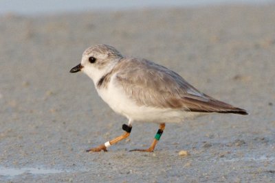 Piping Plover, band ZW-BLK DG, 2011-02-24 07:25