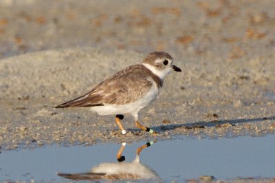 Piping Plover, band ZW-BLK LG, 2011-02-23 07:33