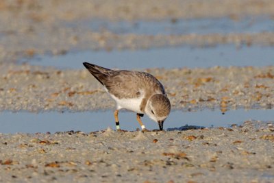 Piping Plover, band ZW-BLK LG, 2011-02-23 07:34