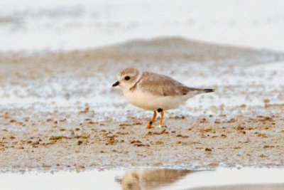 Piping Plover, band ZW-BLK O, 2011-02-23 17:24