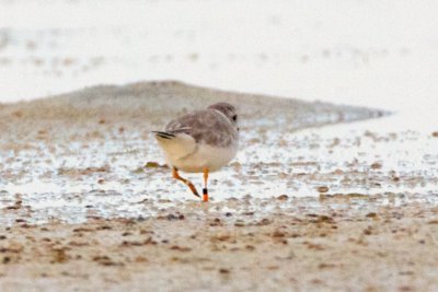 Piping Plover, band ZW-BLK O, 2011-02-23 17:25