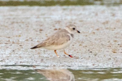 Piping Plover, band ZW-BLK R, 2011-02-23 17:26