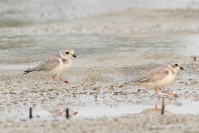 Piping Plover, band ZW-BLK R, 2011-02-23 17:41