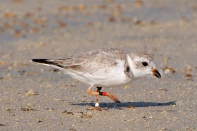 Piping Plover, band ZW-BLK R, 2011-02-24 08:44