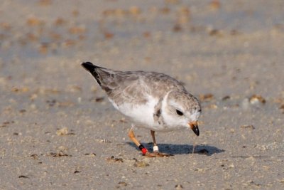 Piping Plover, band ZW-BLK R, 2011-02-24 08:44