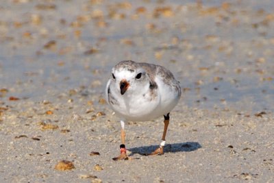 Piping Plover, band ZW-BLK R, 2011-02-24 08:45