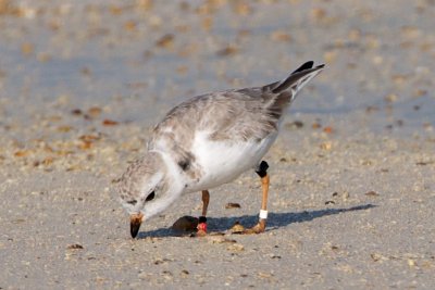 Piping Plover, band ZW-BLK R, 2011-02-24 08:45