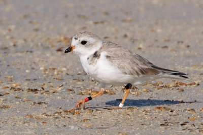 Piping Plover, band ZW-BLK R, 2011-02-24 08:47