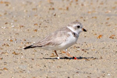 Piping Plover, band ZW-BLK R, 2011-02-24 09:36
