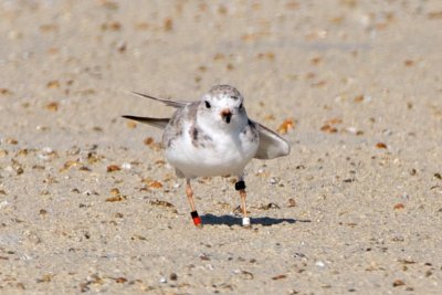 Piping Plover, band ZW-BLK R, 2011-02-24 09:36