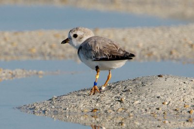 Piping Plover, band ZY DB-W, 2011-02-22 16:48